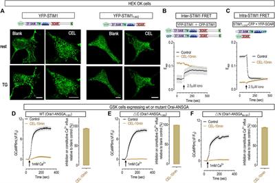 Celastrol inhibits store operated calcium entry and suppresses psoriasis